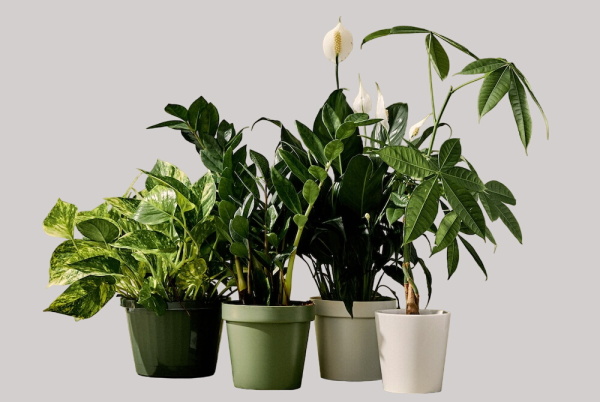Seasonal Indoor Plant
